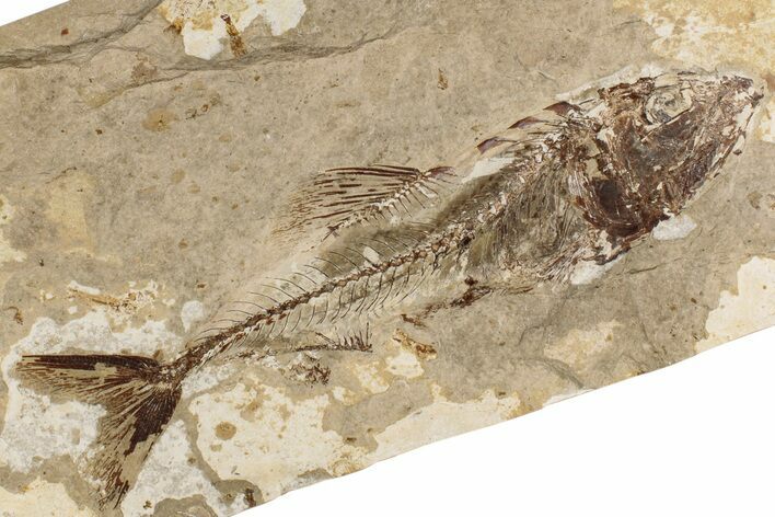 Cretaceous Fossil Fish (Spaniodon) - Lebanon #200282